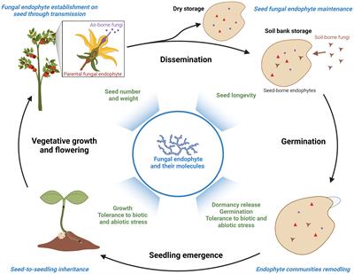 Frontiers | Seed fungal endophytes as biostimulants and biocontrol ...