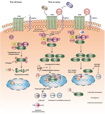 Frontiers | Wnt/β-catenin signaling pathway in the tumor progression of ...