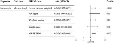 Robust Evidence Supports a Causal Link Between Higher Birthweight and Longer Telomere Length: A Mendelian Randomization Study