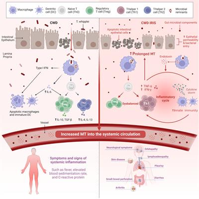 Frontiers | Current knowledge of the immune reconstitution inflammatory ...