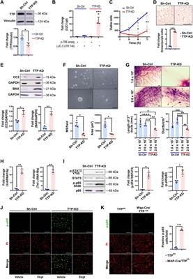 Tristetraprolin promotes survival of mammary progenitor   Frontiers 