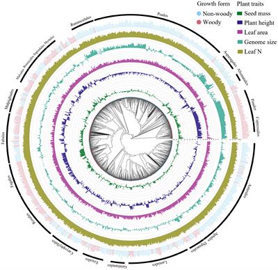 Frontiers  Phylogeny more than plant height and leaf area explains  variance in seed mass