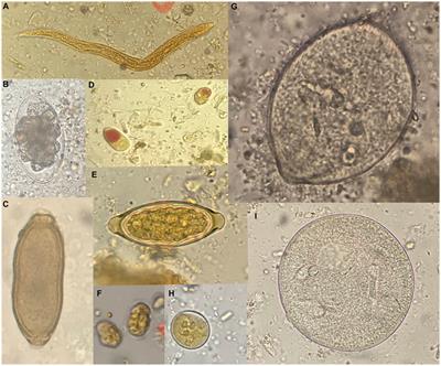 Frontiers | Intestinal parasites infecting captive non-human primates ...