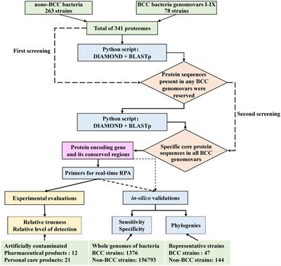 Frontiers  Specific biomarker mining and rapid detection of Burkholderia  cepacia complex by recombinase polymerase amplification