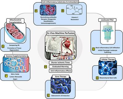 Frontiers  Thoracic organ machine perfusion: A review of concepts with a  focus on reconditioning therapies