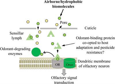 Frontiers | Roles of insect odorant binding proteins in communication ...