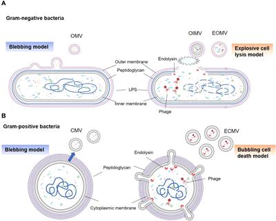 Frontiers | From trash to treasure: the role of bacterial extracellular ...