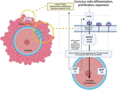 Expression of luteal genes during the early development