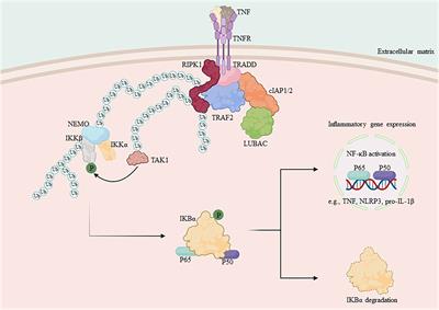 Frontiers | RIPK1 and RIPK3 inhibitors: potential weapons against ...