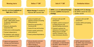 Frontiers | Cardiopulmonary interactions during ventilator weaning