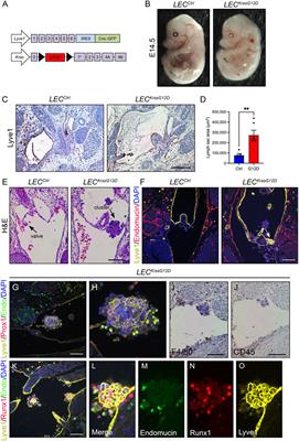 Genomic profiling informs diagnoses and treatment in vascular anomalies