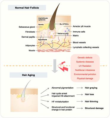 Frontiers | Signaling pathways in hair aging