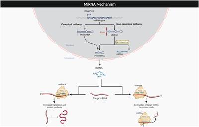Frontiers  MicroRNA-34a: Potent Tumor Suppressor, Cancer Stem Cell  Inhibitor, and Potential Anticancer Therapeutic