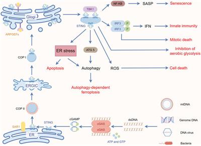 Frontiers | STING in tumors: a focus on non-innate immune pathways