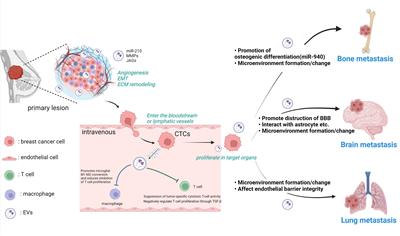 Frontiers | Extracellular vesicles in the breast cancer brain ...