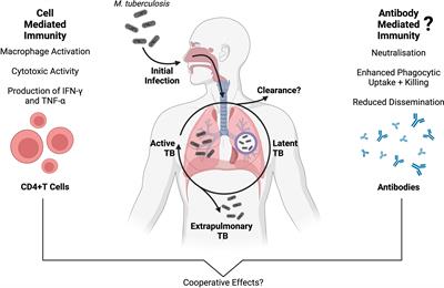 PDF) Cross-species higher sensitivities of FcγRIIIA/FcγRIV to afucosylated  IgG for enhanced ADCC