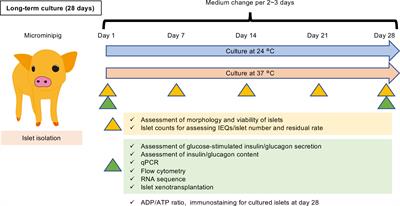 Frontiers  Identification of MARK2, CCDC71, GATA2, and KLRC3 as