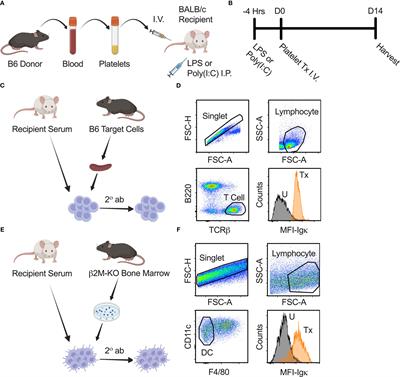 Frontiers | Polyinosinic: polycytidylic acid induced inflammation ...