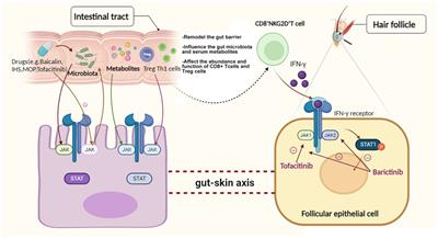 Frontiers | Gut microbiome, metabolome and alopecia areata