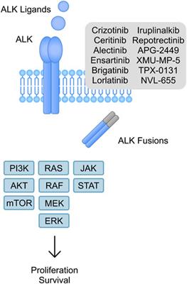 The CLIP1–LTK fusion is an oncogenic driver in non‐small‐cell lung