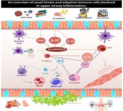 Frontiers | Exploring the immunopathology of type 2 inflammatory airway ...