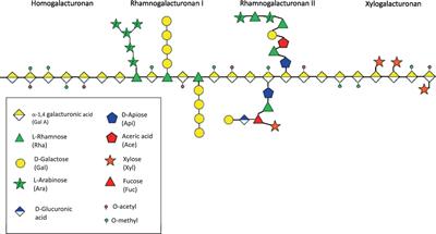 Dietary Polysaccharides