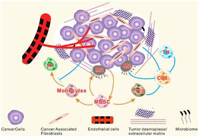 Frontiers | Gut microbiota and its therapeutic implications in tumor ...