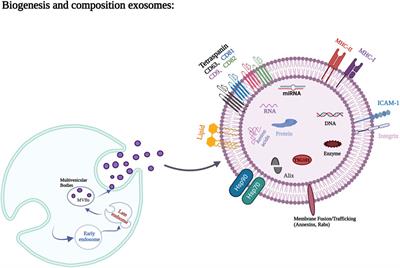 Strategies of cell and cell-free therapies for periodontal