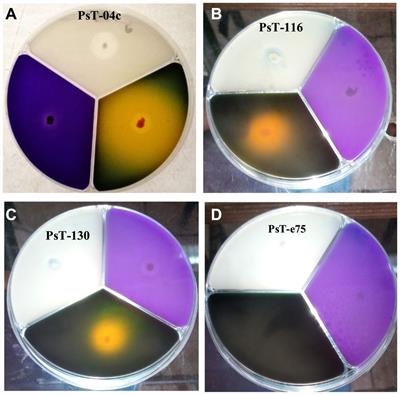 Frontiers | Phosphate solubilizing Pseudomonas and Bacillus combined ...