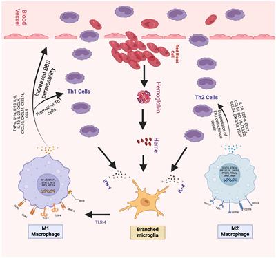 Frontiers | Hypothermia and temperature modulation for intracerebral ...