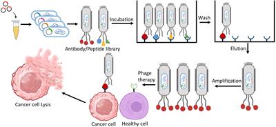 Frontiers  The power of phages: revolutionizing cancer treatment