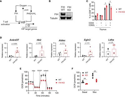 The factor inhibiting HIF regulates T cell differentiation and anti-tumour efficacy