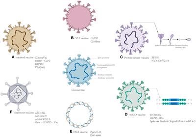 Frontiers | Analysis of the protective efficacy of approved COVID-19 ...