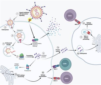 Frontiers | Straight to the point: targeted mRNA-delivery to immune ...