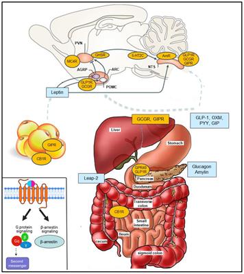 Frontiers | G protein-coupled receptors and obesity