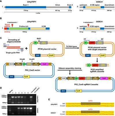 Frontiers | CRISPR/Cas9-based genome editing and functional analysis of ...