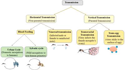 Frontiers | Transovarial transmission of mosquito-borne viruses: a ...