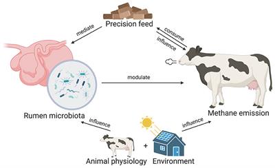 Frontiers | Unveiling microbial biomarkers of ruminant methane emission ...