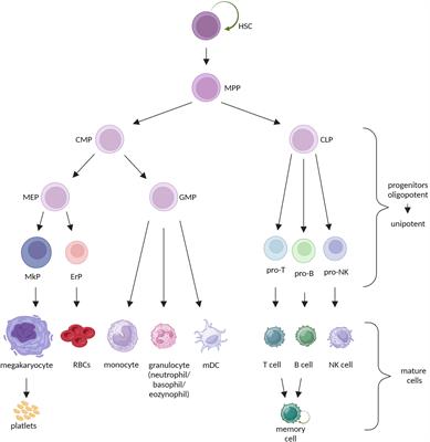 Frontiers | The dark side of stemness – the role of hematopoietic stem ...