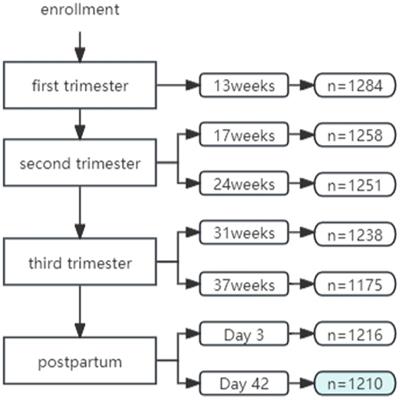 Frontiers | Decision tree-Markov model of perinatal depression ...