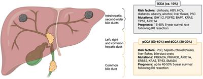 Frontiers | Clinical management of intrahepatic cholangiocarcinoma ...