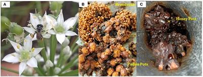 Frontiers  Physiochemical, biological, and therapeutic uses of stingless  bee honey