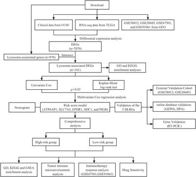 Frontiers | Establishment of a lysosome-related prognostic signature in ...