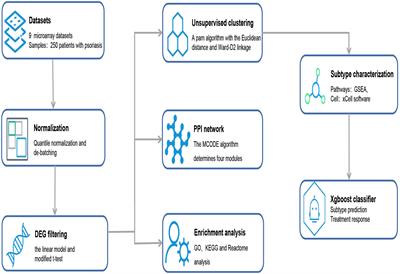 Frontiers | Deep analysis of skin molecular heterogeneities and their ...