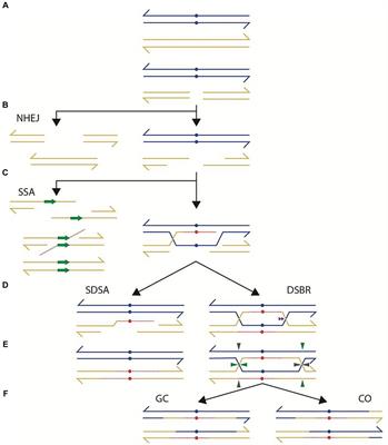 Frontiers | Prevalent role of homologous recombination in the repair of ...