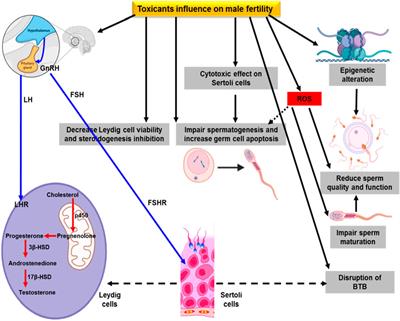 Frontiers  Cytological alterations and oxidative stress induced