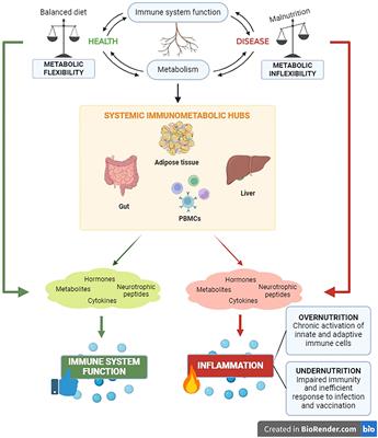 Frontiers | Mitochondria: the gatekeepers between metabolism and immunity