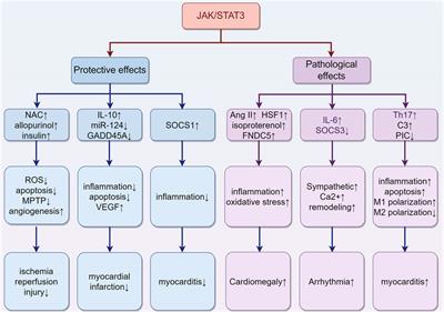 Frontiers | JAK/STAT3 signaling in cardiac fibrosis: a promising ...