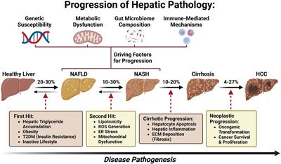 Frontiers | Pharmacological therapy of metabolic dysfunction-associated ...