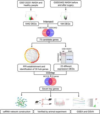 Frontiers | Key genes involved in nonalcoholic steatohepatitis ...